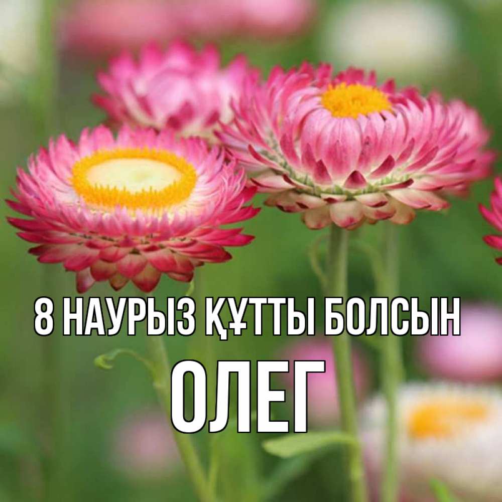 Күн сайын ашық хат с именем, Олег 8 наурыз құтты болсын подарок на международный женский день Онлайн тегін жүктеп алу тілектері бар керемет карта 