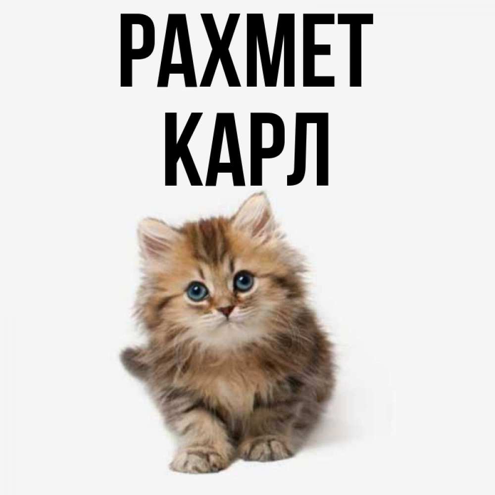 Күн сайын ашық хат с именем, Карл рахмет пушистый котик Онлайн тегін жүктеп алу тілектері бар керемет карта 