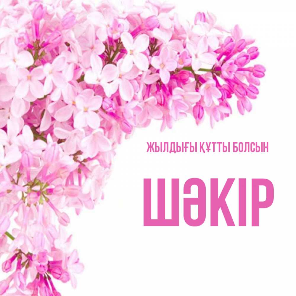Күн сайын ашық хат с именем, ШӘКІР Жылдығы құтты болсын Сирень на белом фоне Онлайн тегін жүктеп алу тілектері бар керемет карта 