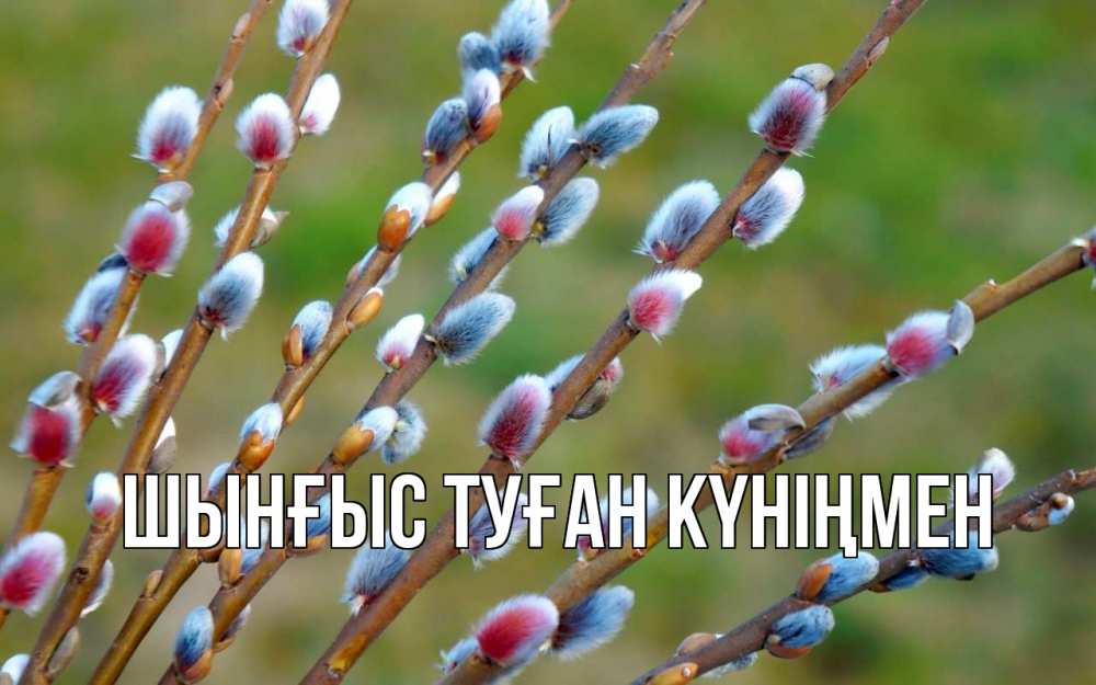 Картинка  с именем , ШЫНҒЫС! ТУҒАН КҮНІҢМЕН!