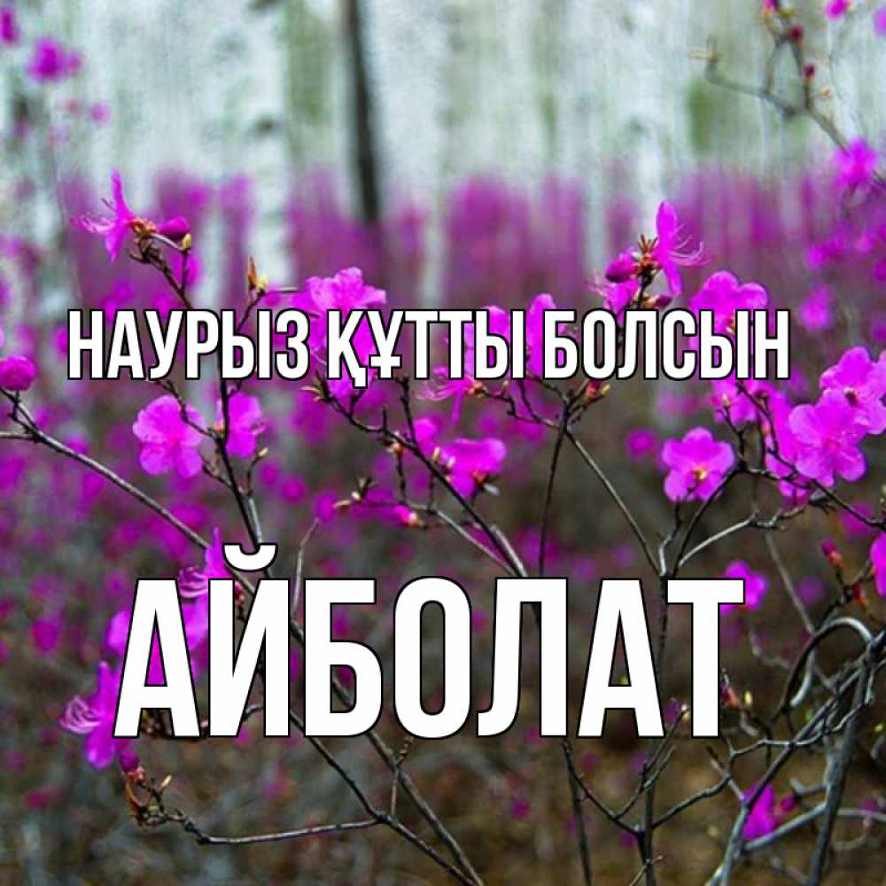 Күн сайын ашық хат с именем, Айболат Наурыз құтты болсын дикие цветы Онлайн тегін жүктеп алу тілектері бар керемет карта 