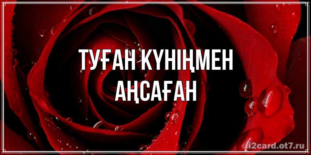 Күн сайын ашық хат с именем, Аңсаған Туған күніңмен крупная бордовая роза Онлайн тегін жүктеп алу тілектері бар керемет карта 