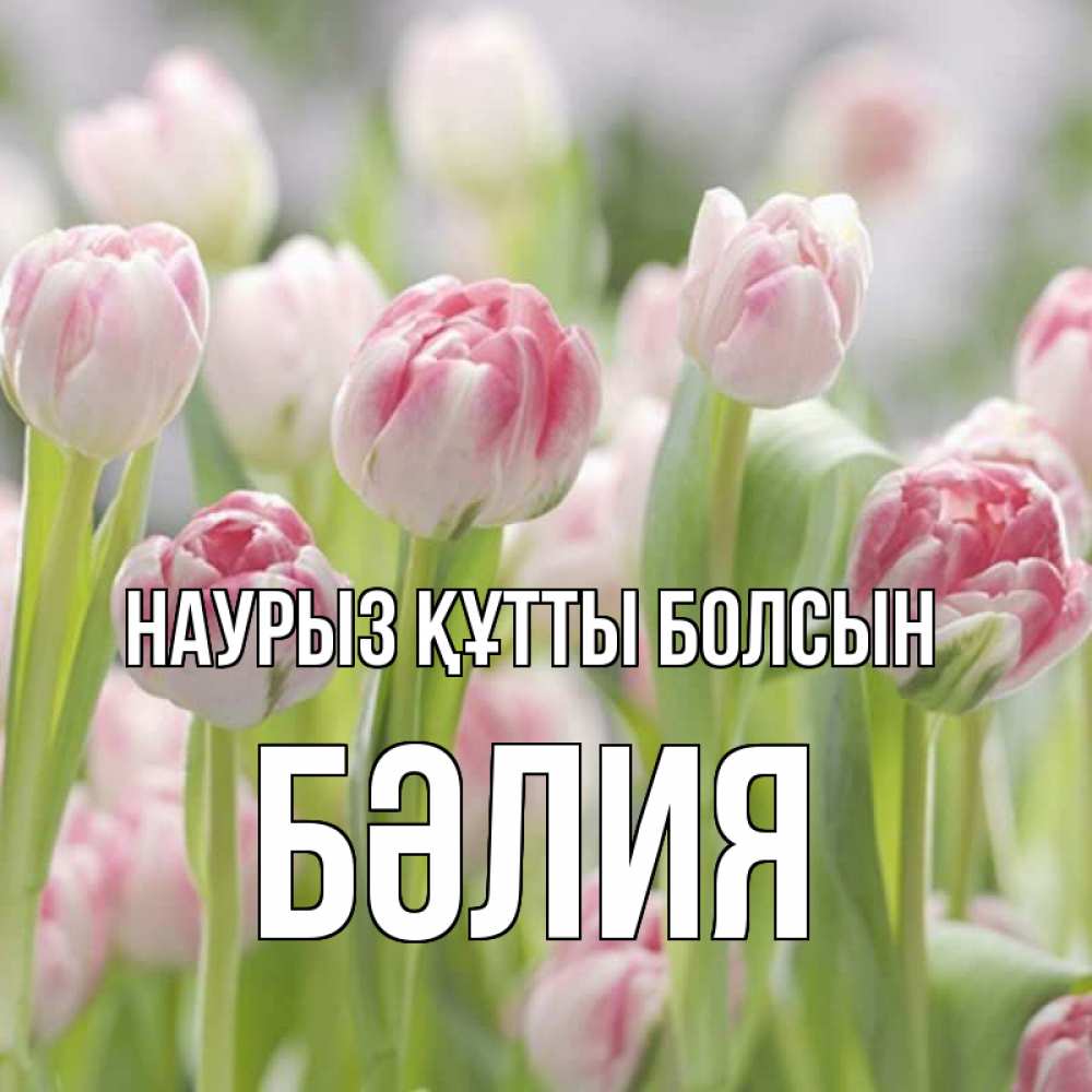 Күн сайын ашық хат с именем, БӘЛИЯ Наурыз құтты болсын цветы Онлайн тегін жүктеп алу тілектері бар керемет карта 