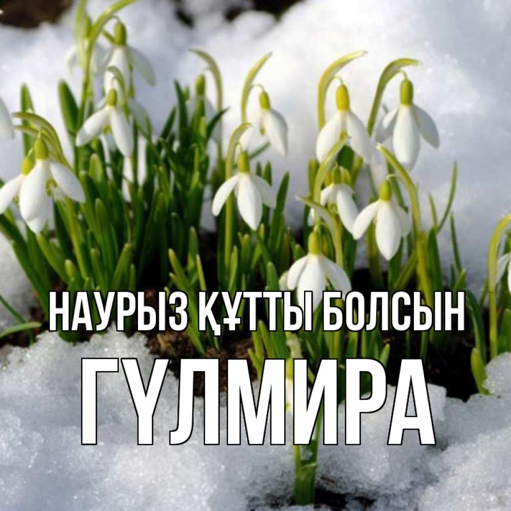 Күн сайын ашық хат с именем, ГҮЛМИРА Наурыз құтты болсын цветы весенние Онлайн тегін жүктеп алу тілектері бар керемет карта 