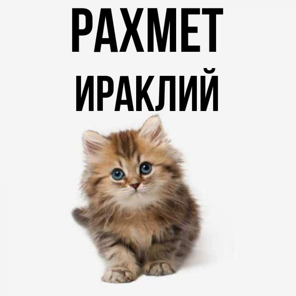 Күн сайын ашық хат с именем, Ираклий рахмет пушистый котик Онлайн тегін жүктеп алу тілектері бар керемет карта 