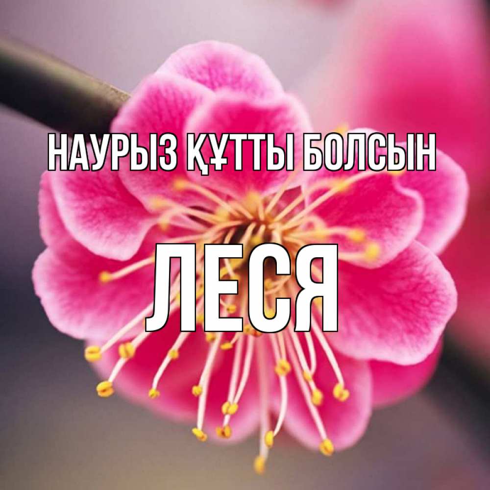 Күн сайын ашық хат с именем, Леся Наурыз құтты болсын цветы Онлайн тегін жүктеп алу тілектері бар керемет карта 