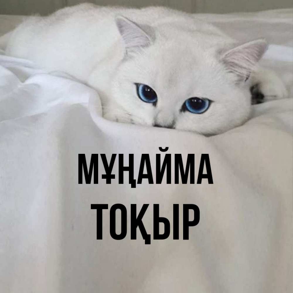 Күн сайын ашық хат с именем, ТОҚЫР Мұңайма Голубоглазая кошка Онлайн тегін жүктеп алу тілектері бар керемет карта 