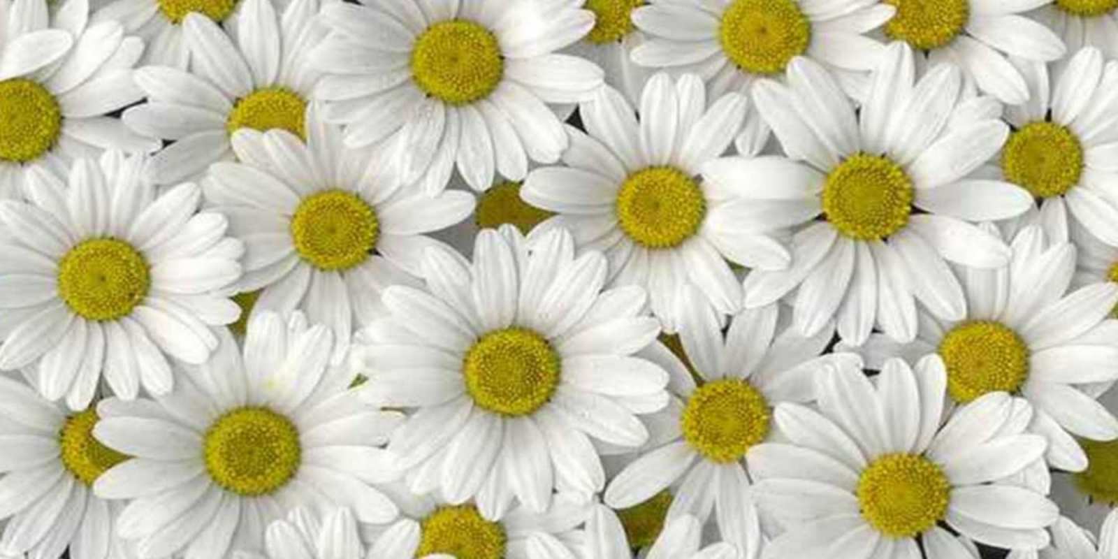 Открытка много ромашек и пожелание хорошего дня поляна ромашек Жақсы көңіл-күй 