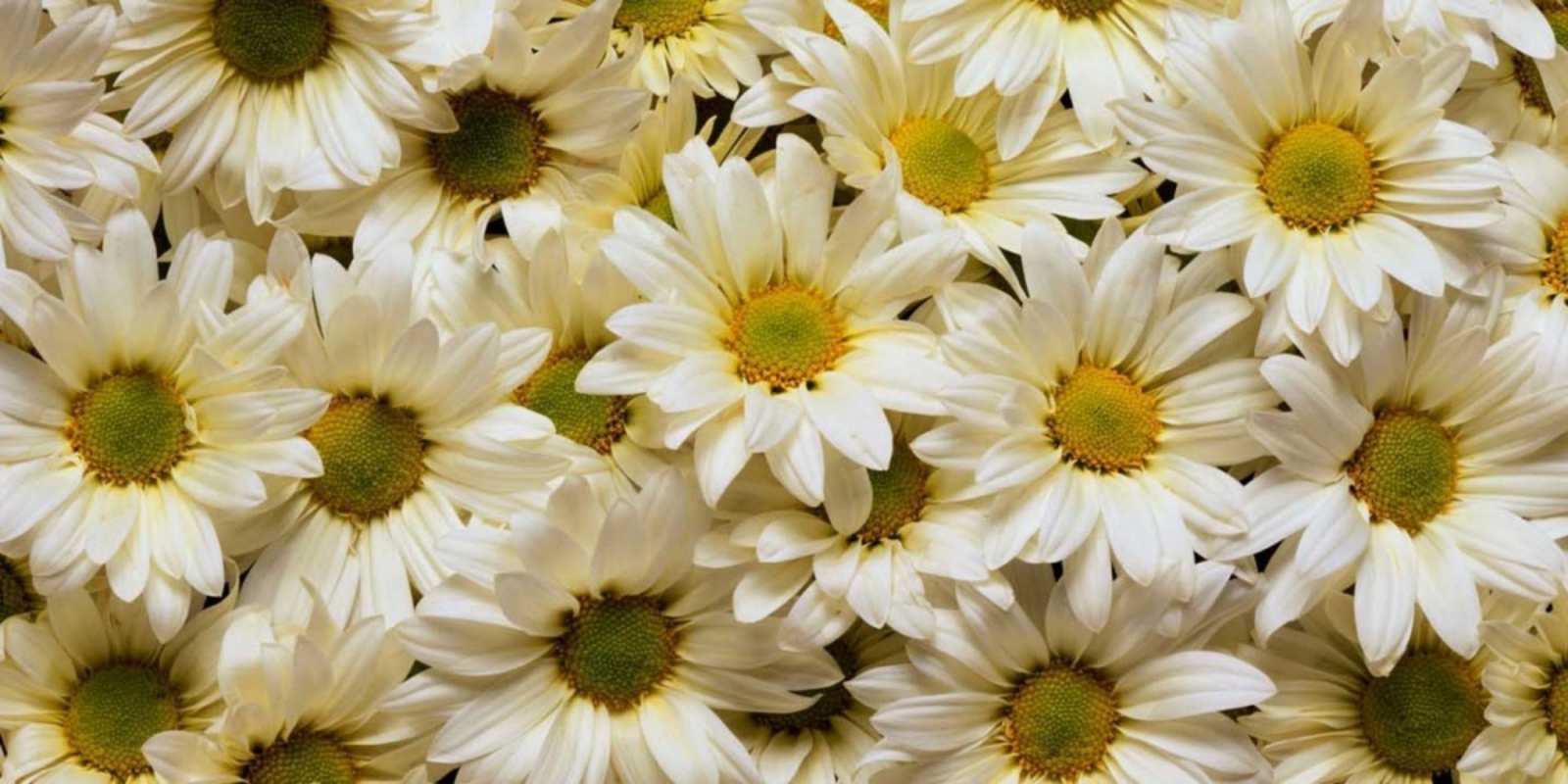 Открытка красивые цветы крупные ромашки крупные ромашки Жақсы көңіл-күй 