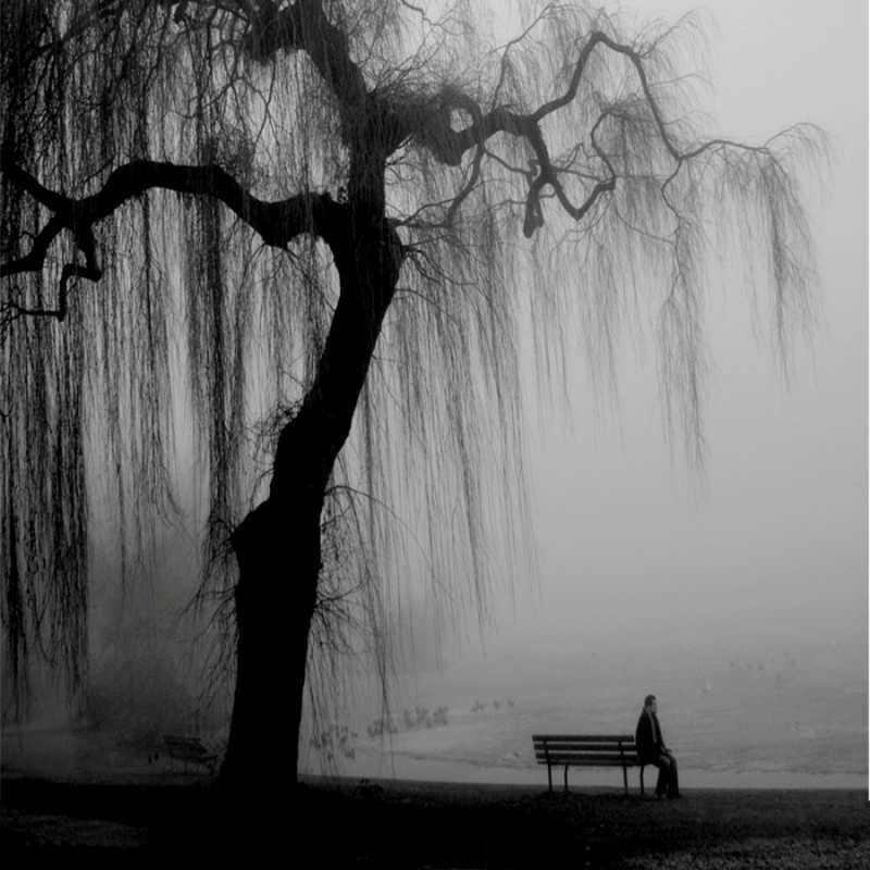 Открытка дерево плакучими ветками  висящие ветки дерева и лавочка под деревом  Мұңайма 