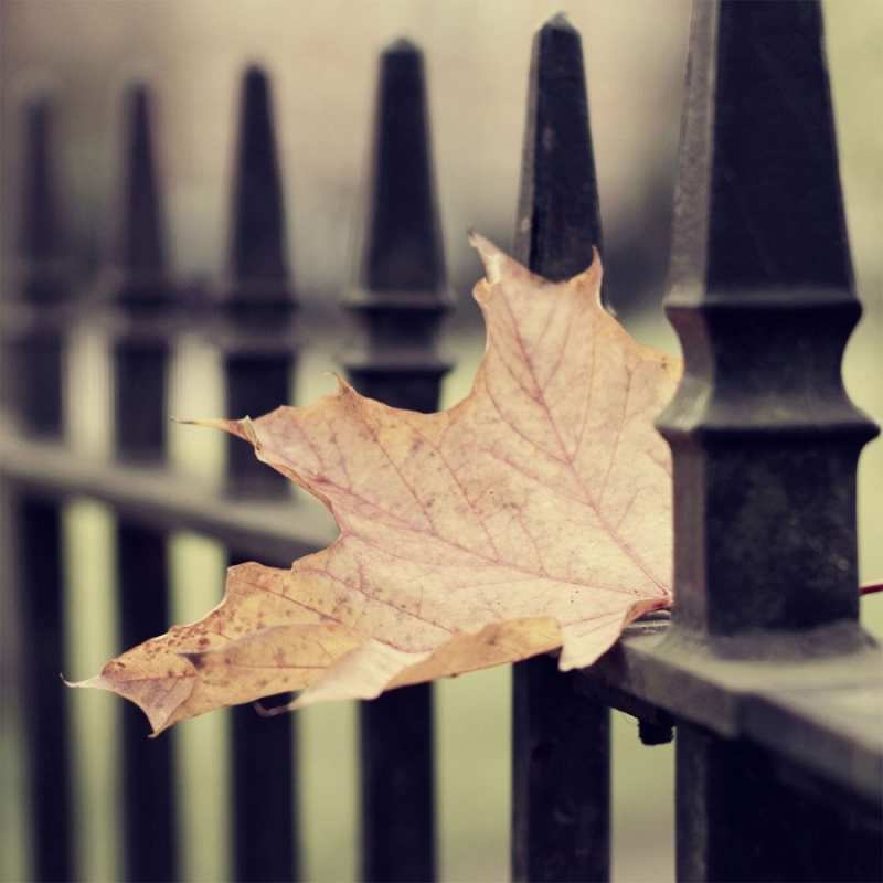 Открытка осень  лист клена  Мұңайма 