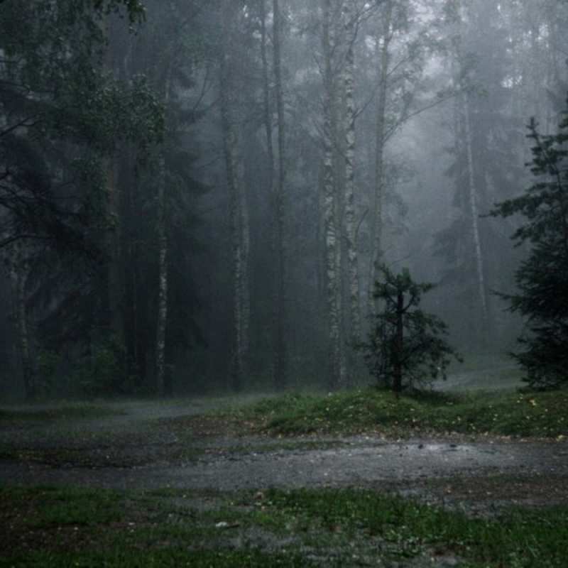 Открытка лес  осень  Мұңайма 