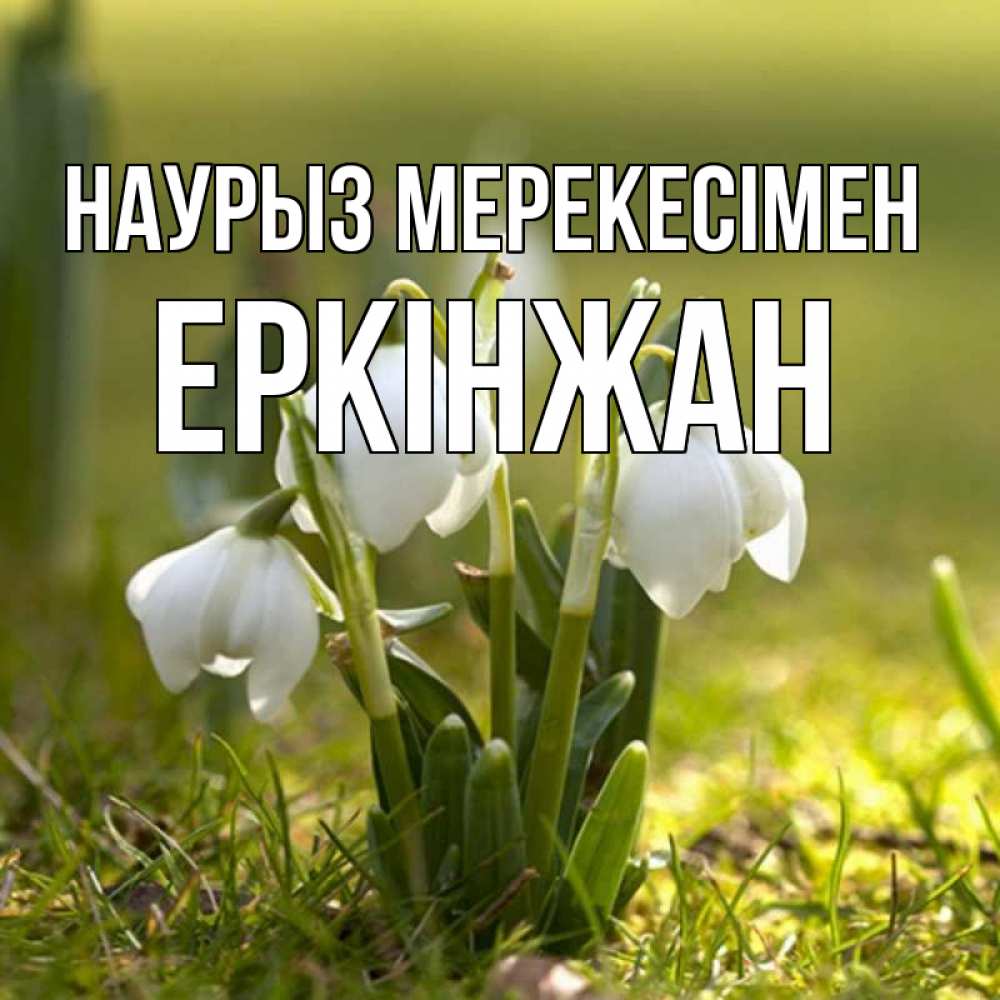Күн сайын ашық хат с именем, Еркінжан Наурыз мерекесімен ранние цветы 2 Онлайн тегін жүктеп алу тілектері бар керемет карта 