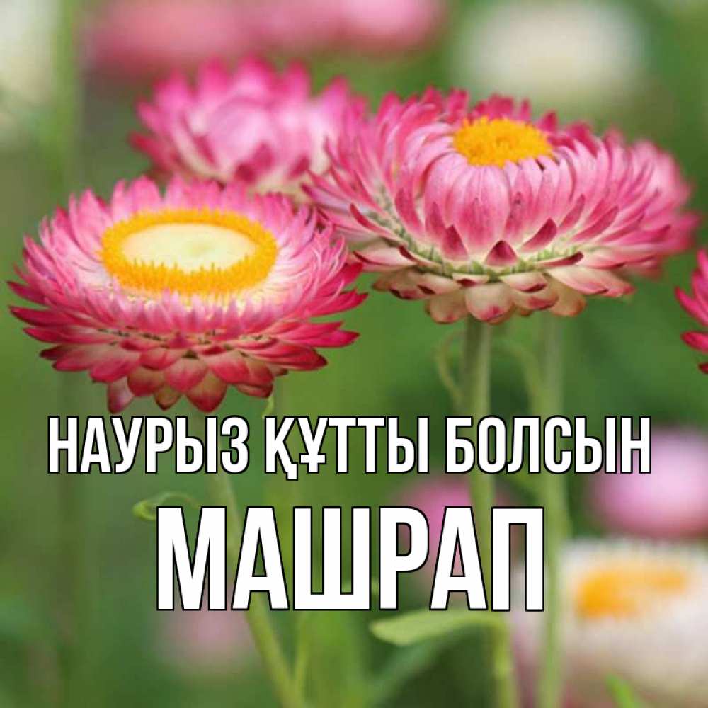 Күн сайын ашық хат с именем, МАШРАП Наурыз құтты болсын подарок на международный женский день Онлайн тегін жүктеп алу тілектері бар керемет карта 