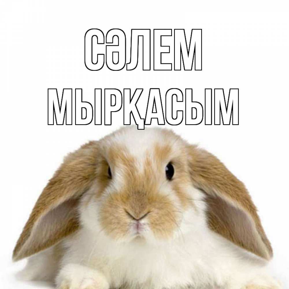 Күн сайын ашық хат с именем, МЫРҚАСЫМ Сәлем с животными Онлайн тегін жүктеп алу тілектері бар керемет карта 