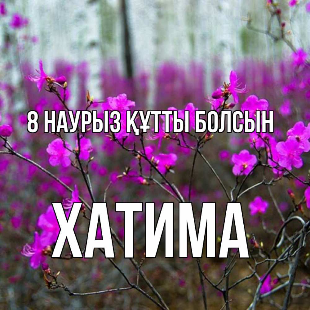 Күн сайын ашық хат с именем, ХАТИМА 8 наурыз құтты болсын дикие цветы Онлайн тегін жүктеп алу тілектері бар керемет карта 