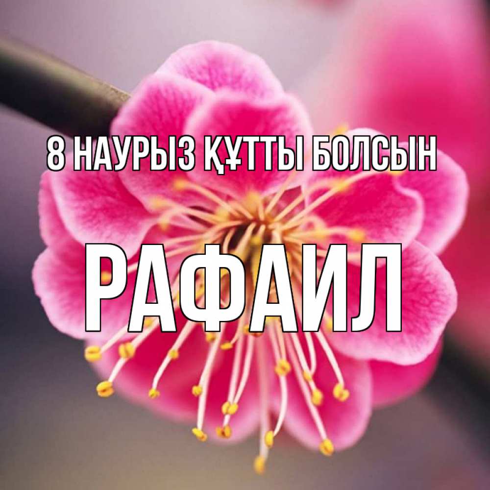 Күн сайын ашық хат с именем, Рафаил 8 наурыз құтты болсын цветы Онлайн тегін жүктеп алу тілектері бар керемет карта 