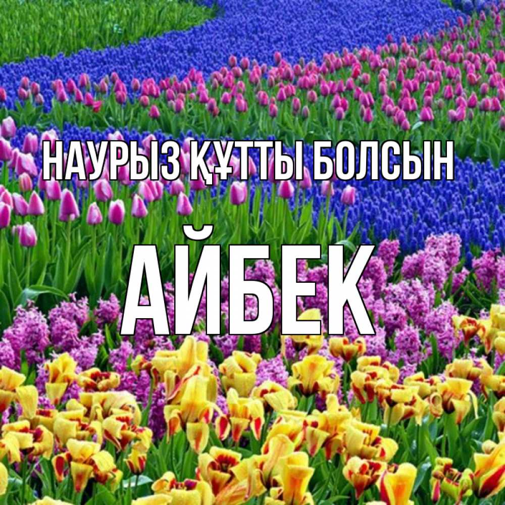 Күн сайын ашық хат с именем, Айбек Наурыз құтты болсын цветы Онлайн тегін жүктеп алу тілектері бар керемет карта 