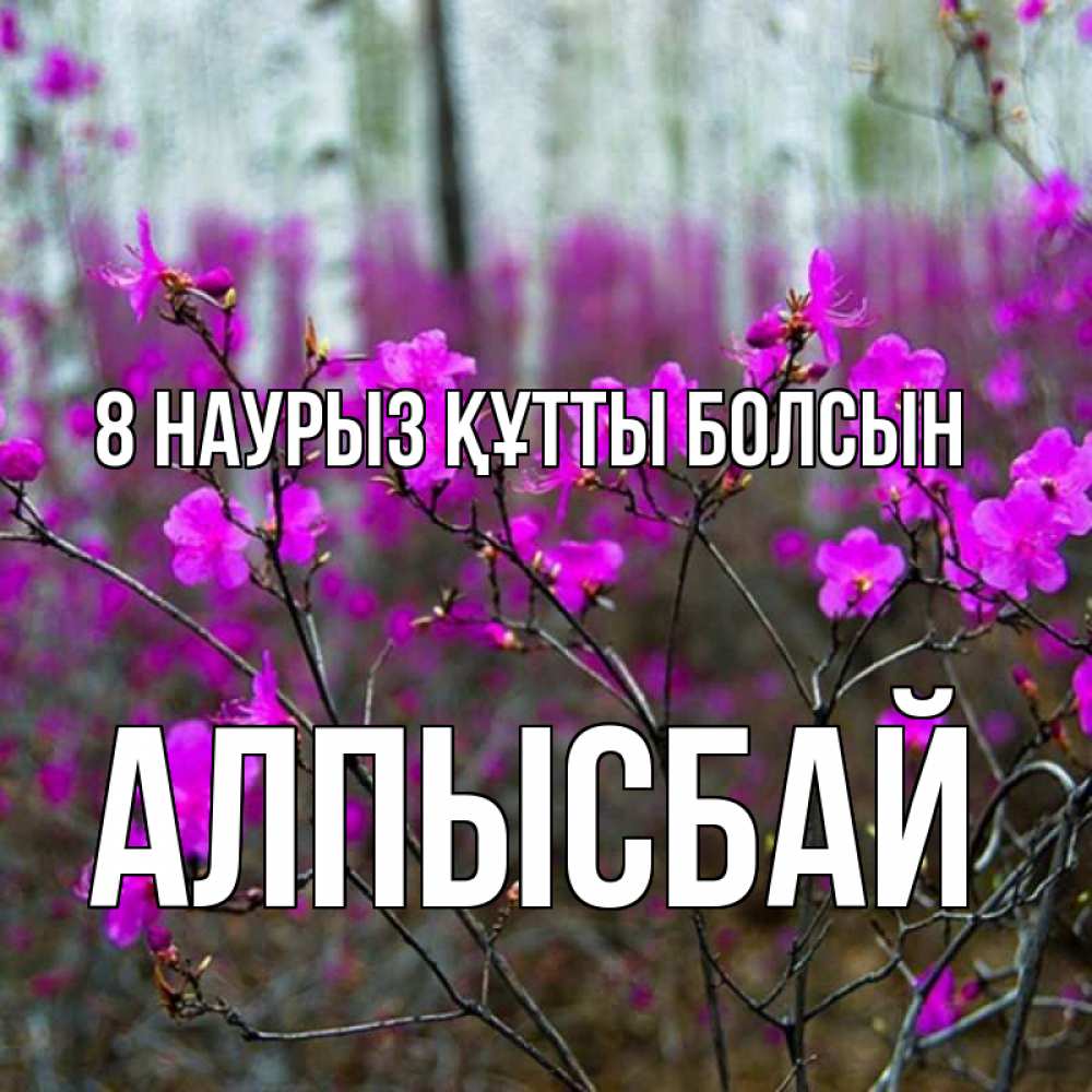 Күн сайын ашық хат с именем, Алпысбай 8 наурыз құтты болсын дикие цветы Онлайн тегін жүктеп алу тілектері бар керемет карта 