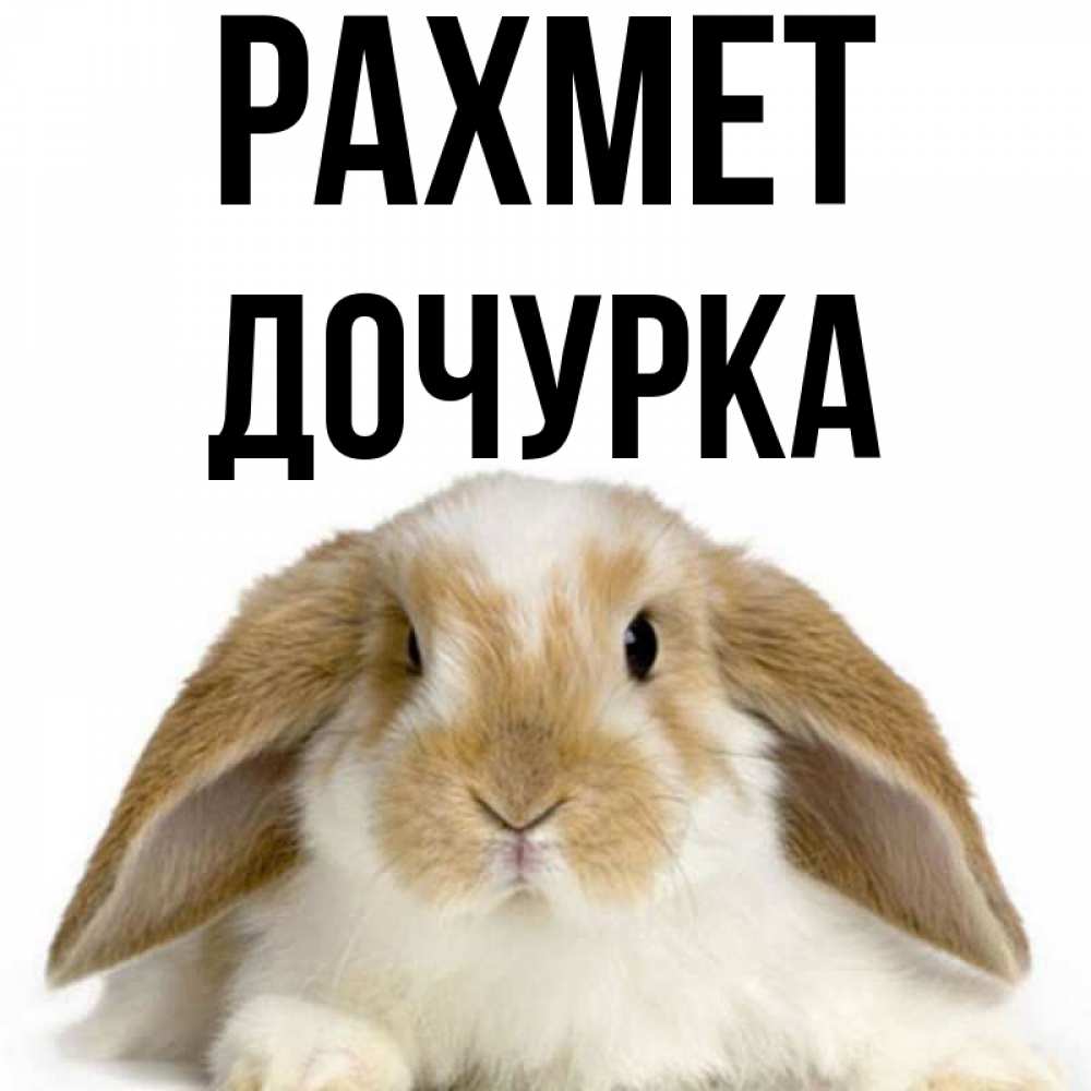 Күн сайын ашық хат с именем, Дочурка рахмет коричнево белый заяц Онлайн тегін жүктеп алу тілектері бар керемет карта 