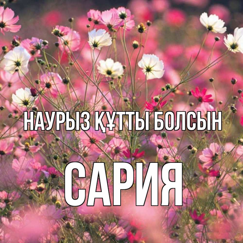 Күн сайын ашық хат с именем, САРИЯ Наурыз құтты болсын красиво 1 Онлайн тегін жүктеп алу тілектері бар керемет карта 