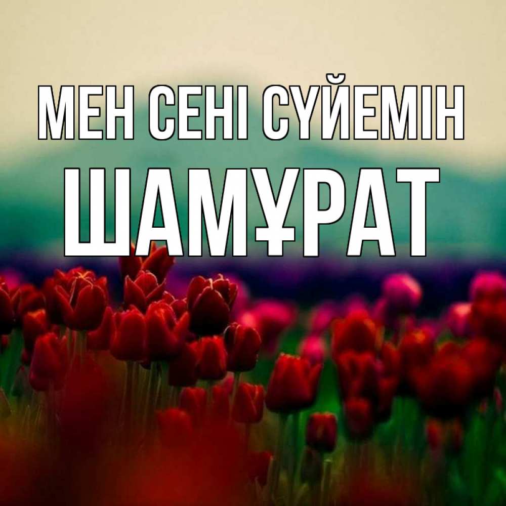 Күн сайын ашық хат с именем, ШАМҰРАТ Мен сені сүйемін тюльпаны 4 Онлайн тегін жүктеп алу тілектері бар керемет карта 