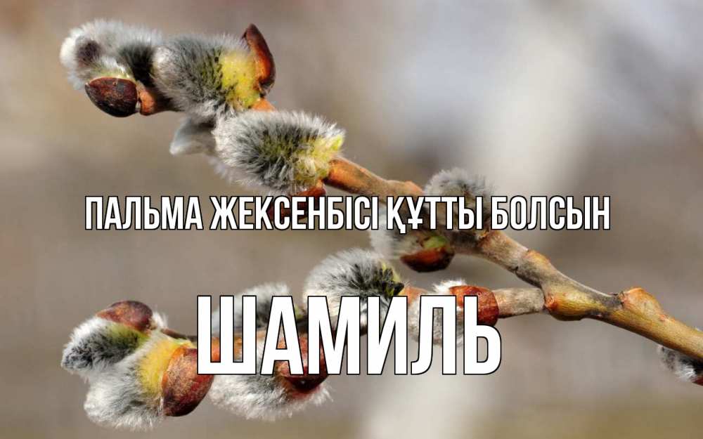 Күн сайын ашық хат с именем, Шамиль Пальма жексенбісі құтты болсын Верба Онлайн тегін жүктеп алу тілектері бар керемет карта 