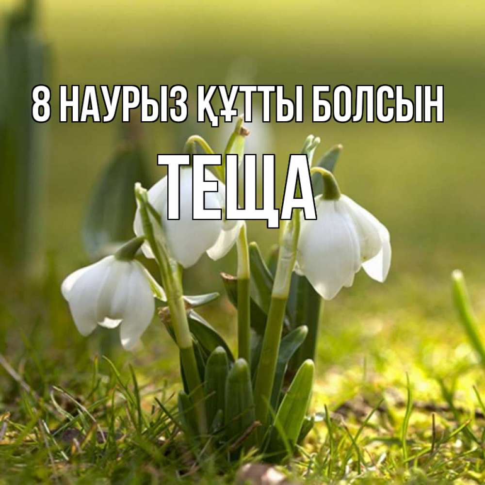 Күн сайын ашық хат с именем, Теща 8 наурыз құтты болсын ранние цветы 2 Онлайн тегін жүктеп алу тілектері бар керемет карта 