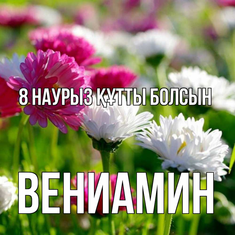 Күн сайын ашық хат с именем, Вениамин 8 наурыз құтты болсын международный женский день 1 Онлайн тегін жүктеп алу тілектері бар керемет карта 