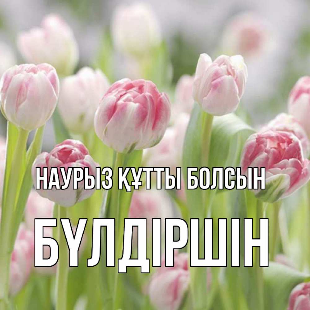 Күн сайын ашық хат с именем, БҮЛДІРШІН Наурыз құтты болсын цветы Онлайн тегін жүктеп алу тілектері бар керемет карта 