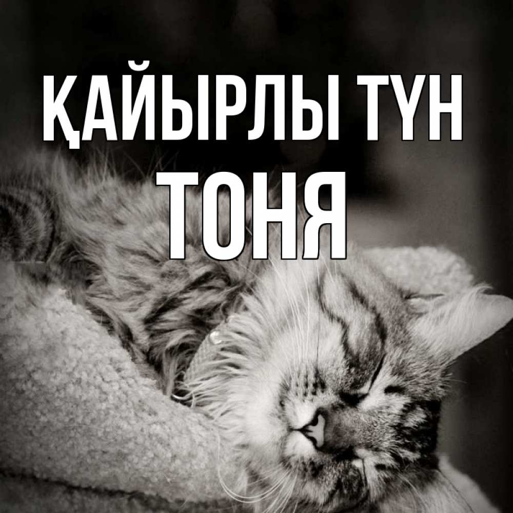 Күн сайын ашық хат с именем, Тоня Қайырлы түн котярик пушистый Онлайн тегін жүктеп алу тілектері бар керемет карта 