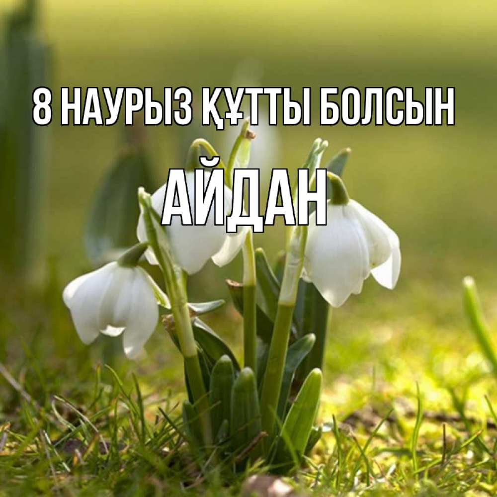 Күн сайын ашық хат с именем, Айдан 8 наурыз құтты болсын ранние цветы 2 Онлайн тегін жүктеп алу тілектері бар керемет карта 
