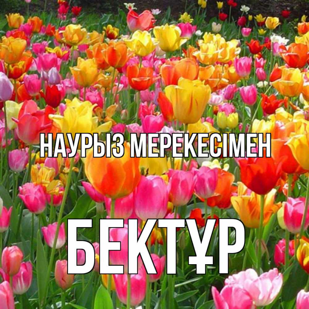 Күн сайын ашық хат с именем, Бектұр Наурыз мерекесімен праздник весны наурыз 4 Онлайн тегін жүктеп алу тілектері бар керемет карта 