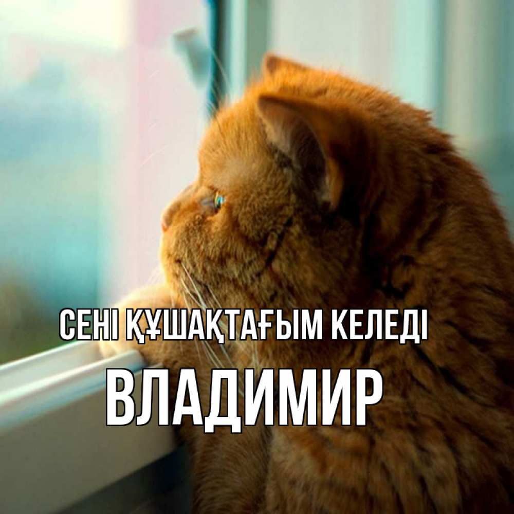 Күн сайын ашық хат с именем, Владимир сені құшақтағым келеді большой огромный рыжий котяра Онлайн тегін жүктеп алу тілектері бар керемет карта 