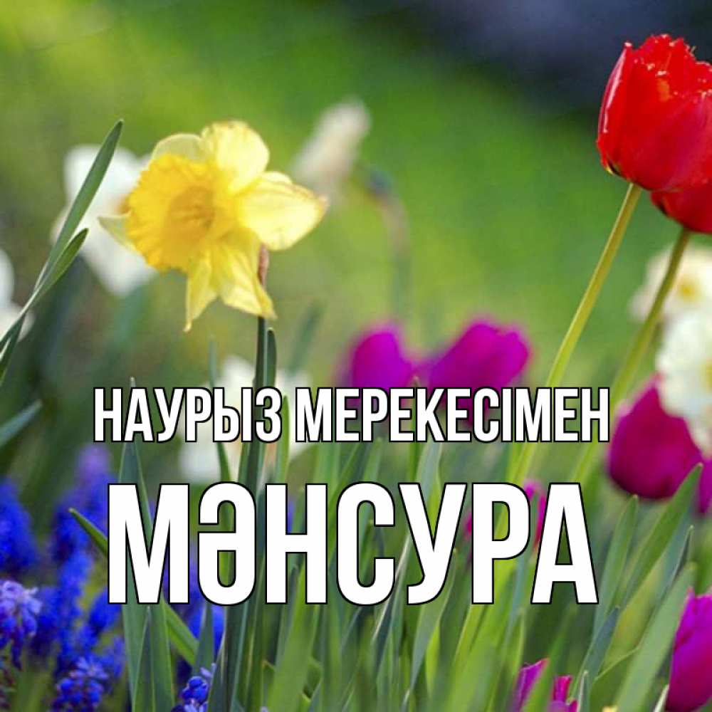 Күн сайын ашық хат с именем, МӘНСУРА Наурыз мерекесімен праздник весны наурыз 3 Онлайн тегін жүктеп алу тілектері бар керемет карта 