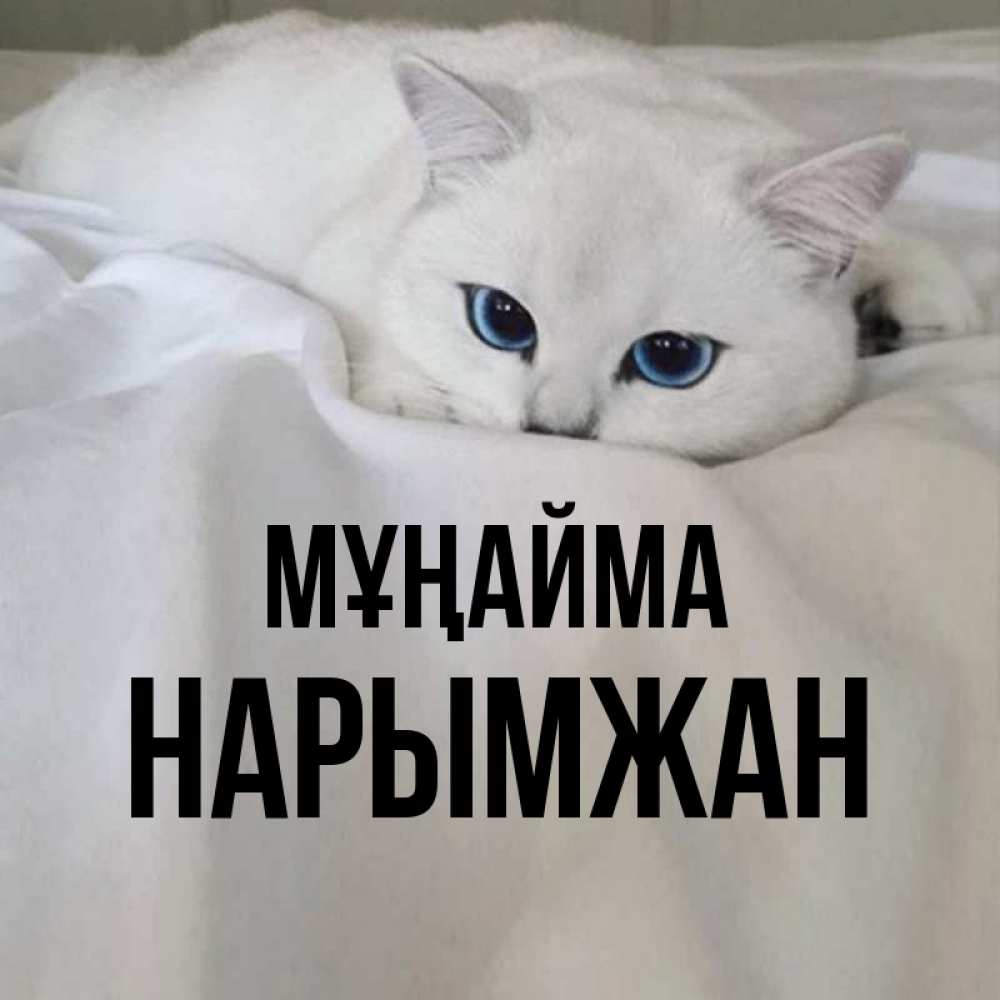 Күн сайын ашық хат с именем, НАРЫМЖАН Мұңайма Голубоглазая кошка Онлайн тегін жүктеп алу тілектері бар керемет карта 