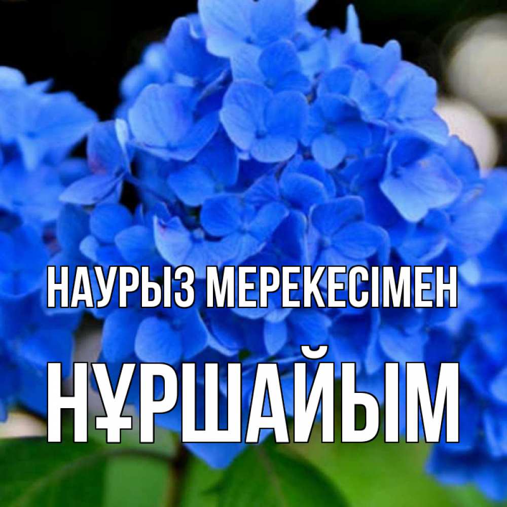 Күн сайын ашық хат с именем, НҰРШАЙЫМ Наурыз мерекесімен синие цветы Онлайн тегін жүктеп алу тілектері бар керемет карта 