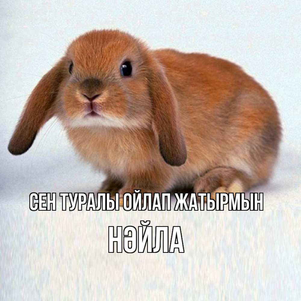 Күн сайын ашық хат с именем, НӘЙЛА Сен туралы ойлап жатырмын кроль коричневый Онлайн тегін жүктеп алу тілектері бар керемет карта 
