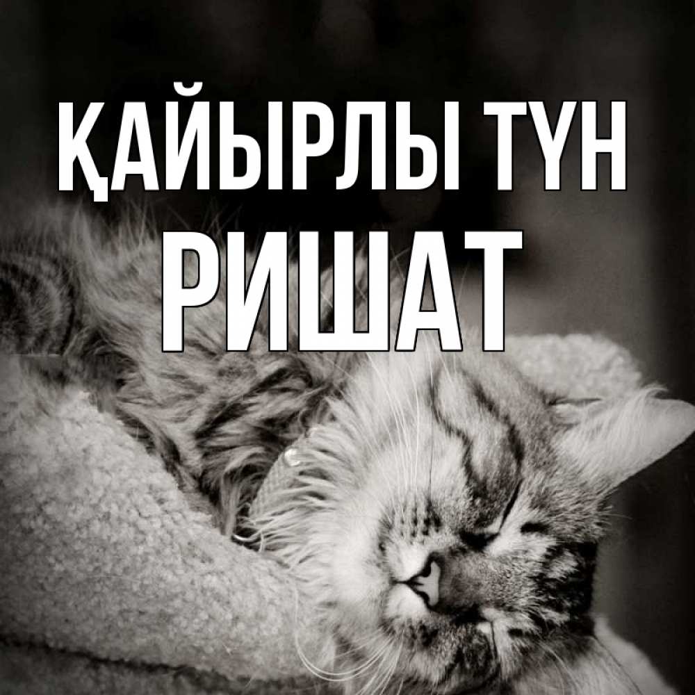 Күн сайын ашық хат с именем, РИШАТ Қайырлы түн котярик пушистый Онлайн тегін жүктеп алу тілектері бар керемет карта 