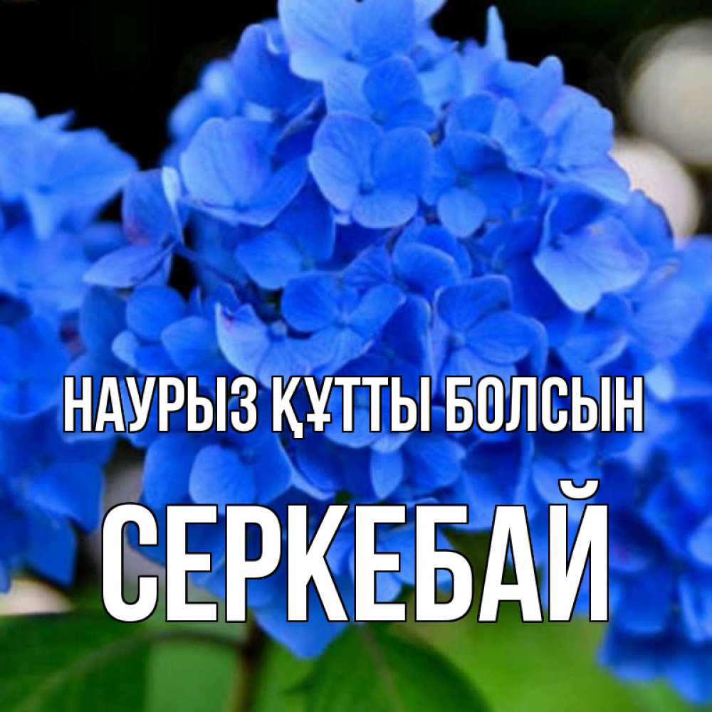 Күн сайын ашық хат с именем, СЕРКЕБАЙ Наурыз құтты болсын синие цветы Онлайн тегін жүктеп алу тілектері бар керемет карта 