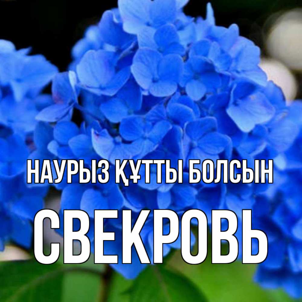 Күн сайын ашық хат с именем, Свекровь Наурыз құтты болсын синие цветы Онлайн тегін жүктеп алу тілектері бар керемет карта 
