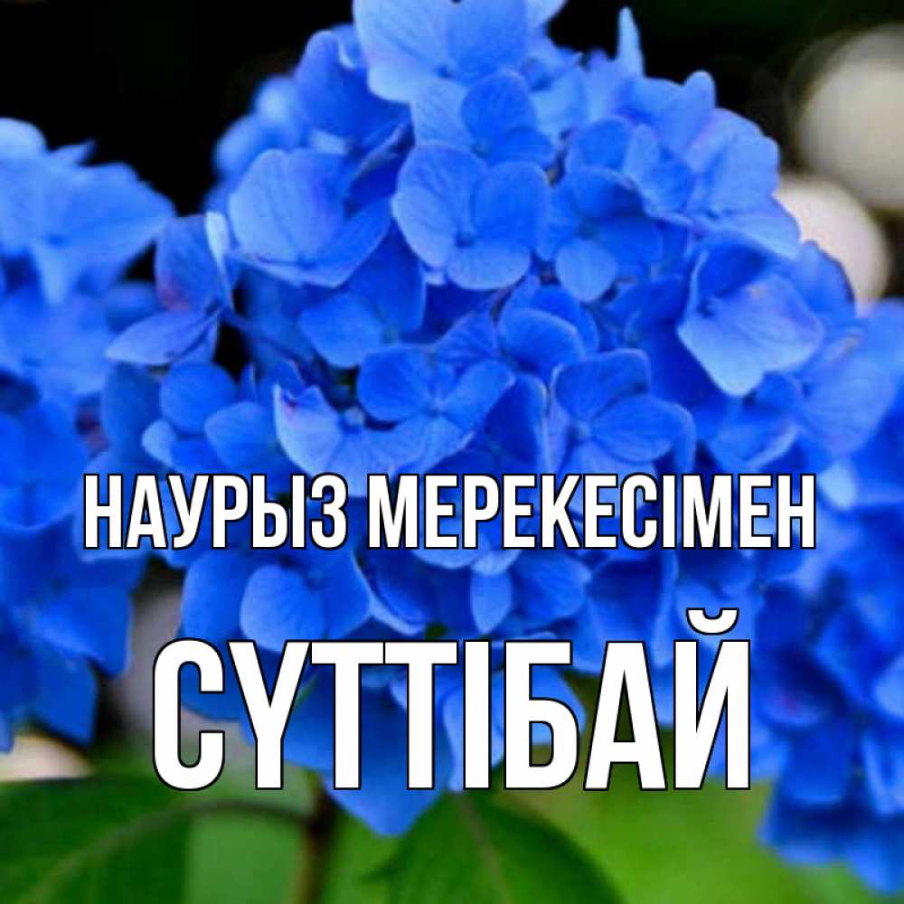 Күн сайын ашық хат с именем, СҮТТІБАЙ Наурыз мерекесімен синие цветы Онлайн тегін жүктеп алу тілектері бар керемет карта 