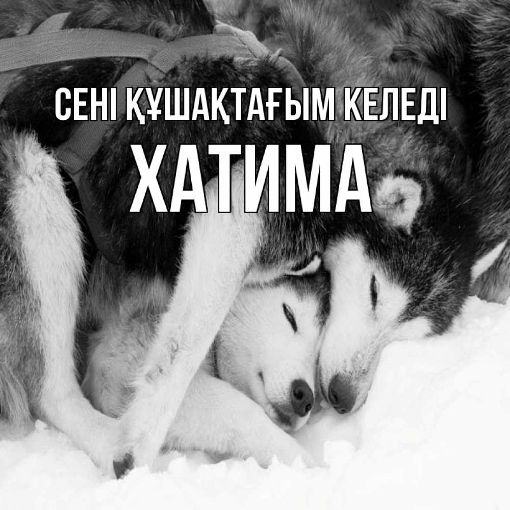 Күн сайын ашық хат с именем, ХАТИМА сені құшақтағым келеді собачки в упряжке Онлайн тегін жүктеп алу тілектері бар керемет карта 