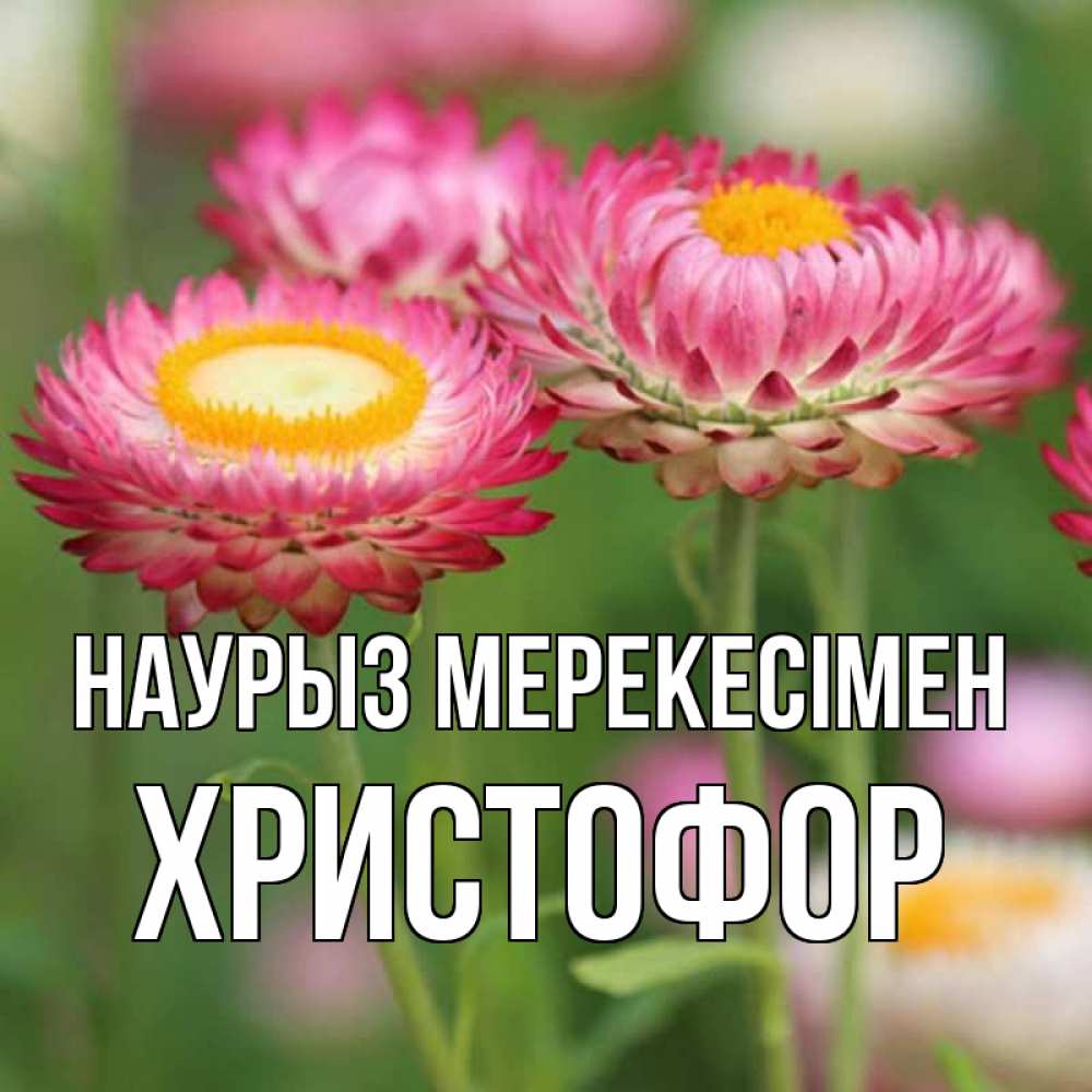Күн сайын ашық хат с именем, Христофор Наурыз мерекесімен подарок на международный женский день Онлайн тегін жүктеп алу тілектері бар керемет карта 
