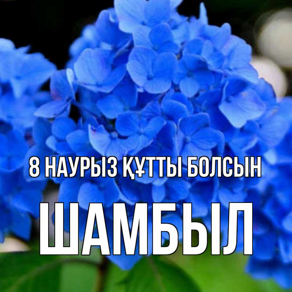 Күн сайын ашық хат с именем, ШАМБЫЛ 8 наурыз құтты болсын синие цветы Онлайн тегін жүктеп алу тілектері бар керемет карта 