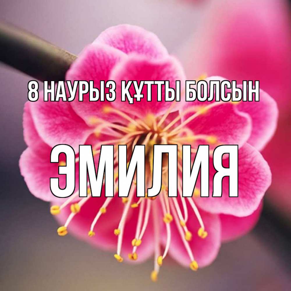 Күн сайын ашық хат с именем, Эмилия 8 наурыз құтты болсын цветы Онлайн тегін жүктеп алу тілектері бар керемет карта 