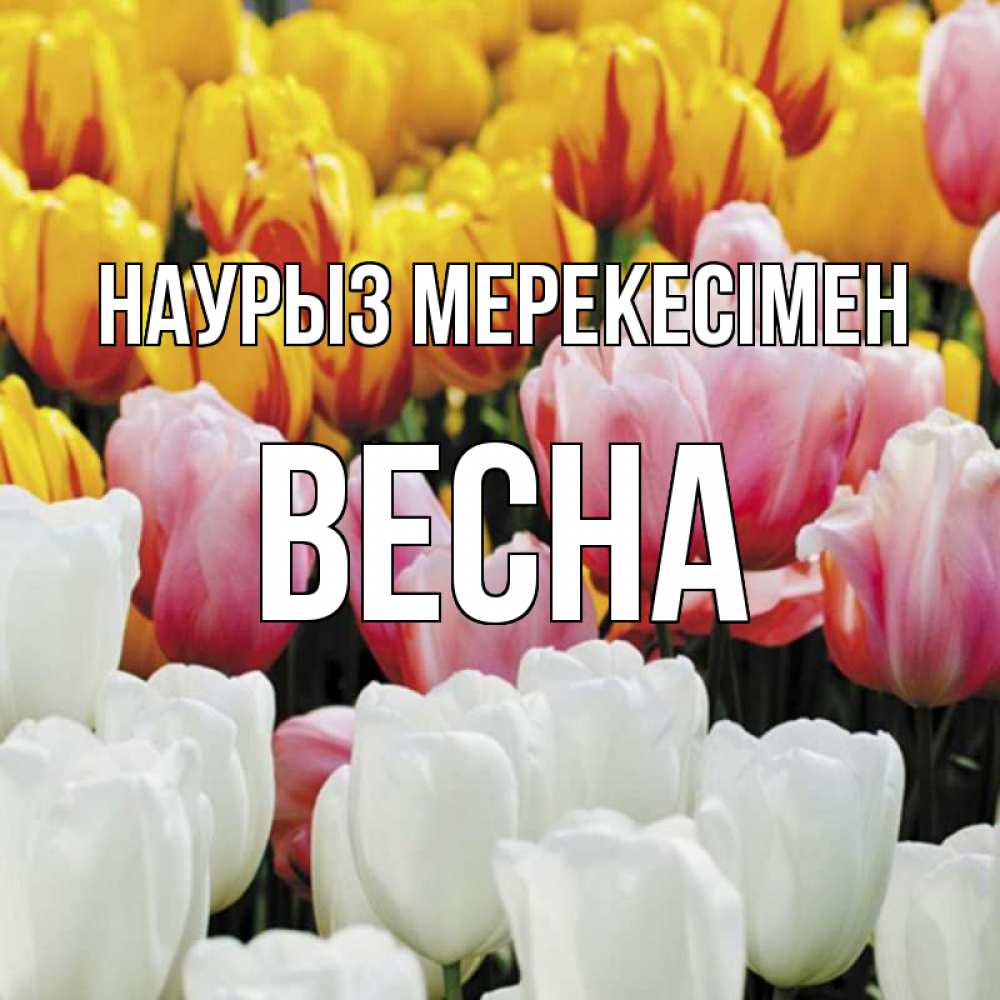 Күн сайын ашық хат с именем, Весна Наурыз мерекесімен разноцветные цветы Онлайн тегін жүктеп алу тілектері бар керемет карта 