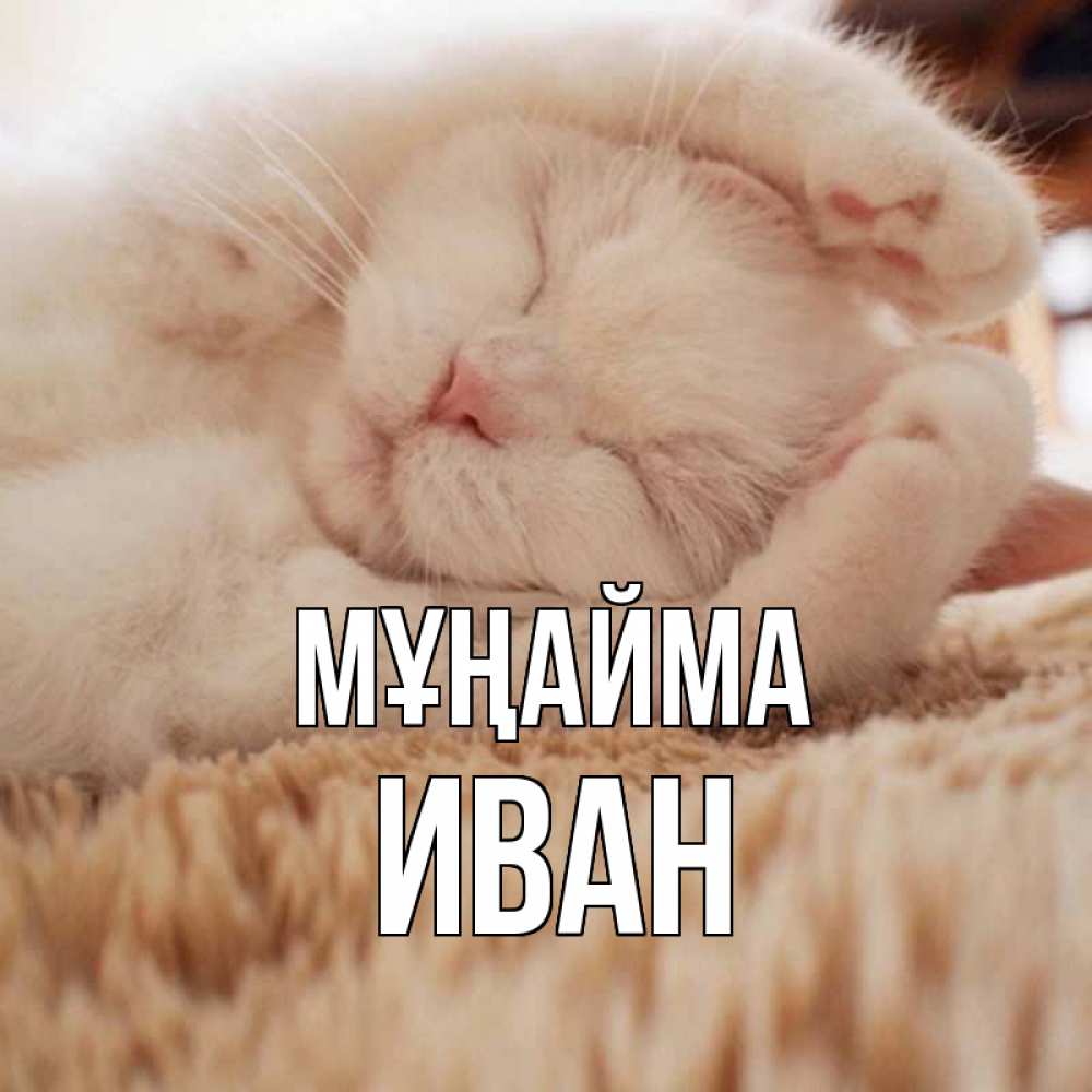 Күн сайын ашық хат с именем, Иван Мұңайма белый кот Онлайн тегін жүктеп алу тілектері бар керемет карта 