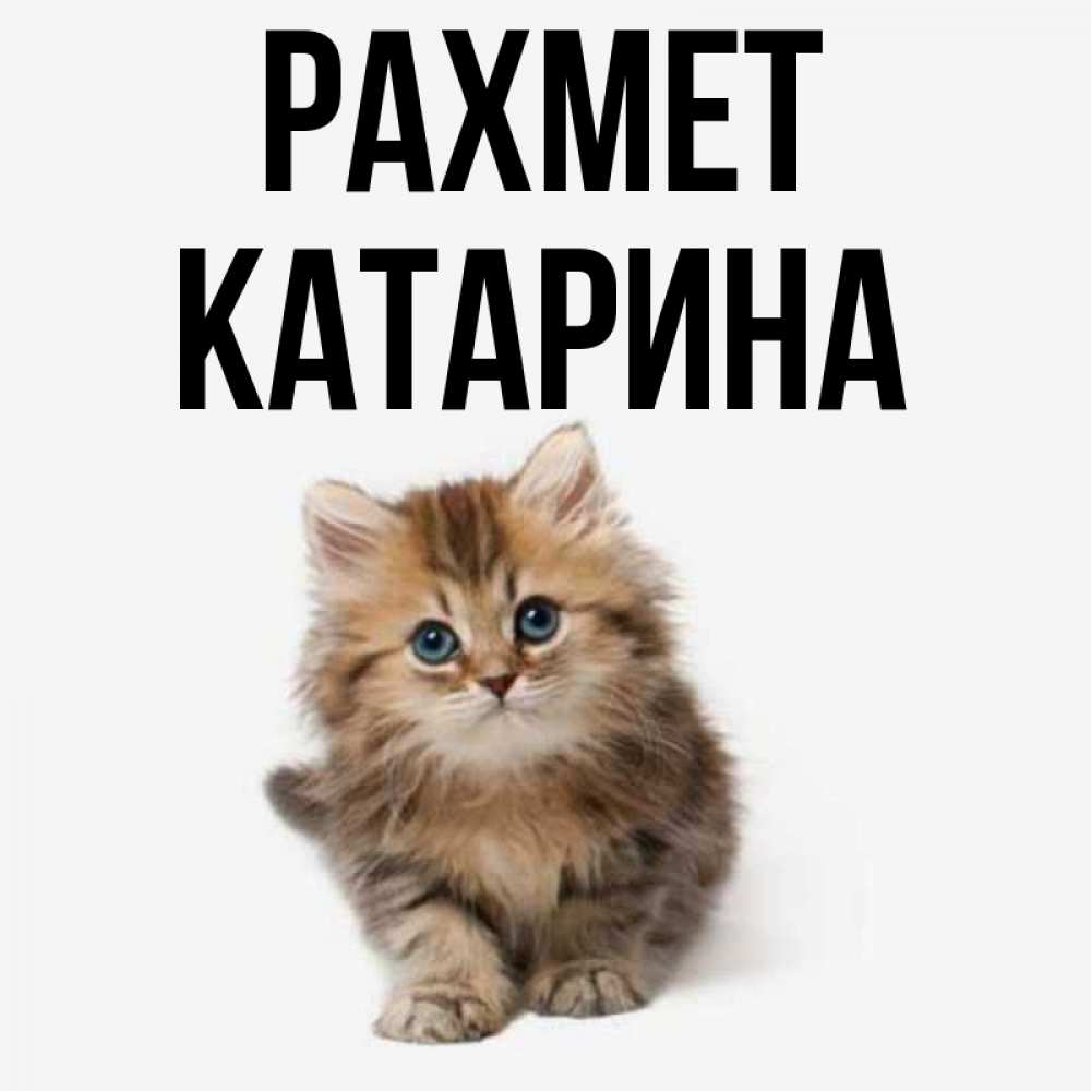 Күн сайын ашық хат с именем, Катарина рахмет пушистый котик Онлайн тегін жүктеп алу тілектері бар керемет карта 