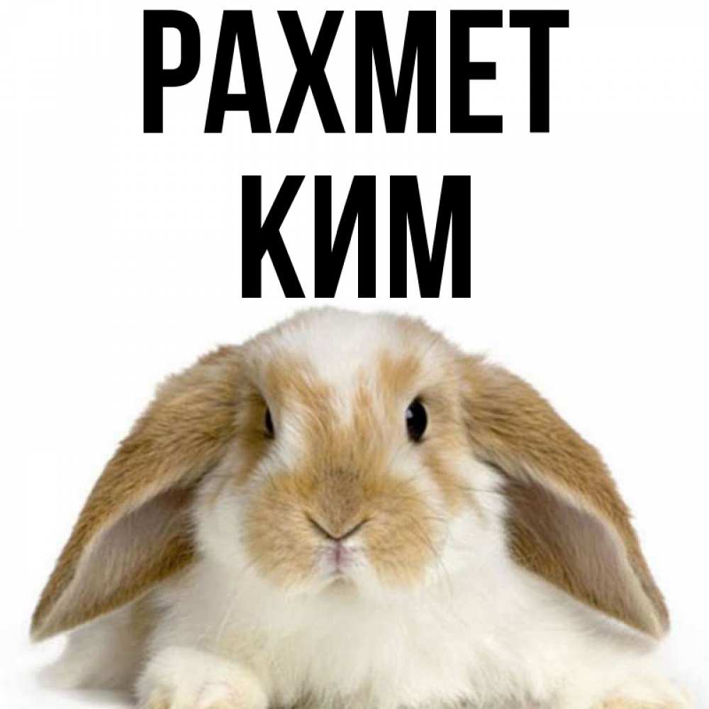 Күн сайын ашық хат с именем, Ким рахмет коричнево белый заяц Онлайн тегін жүктеп алу тілектері бар керемет карта 